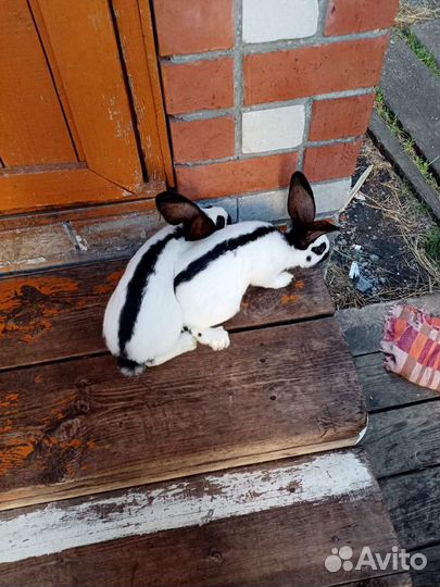 Кролики. Немецкий пестрый великан - Строкач