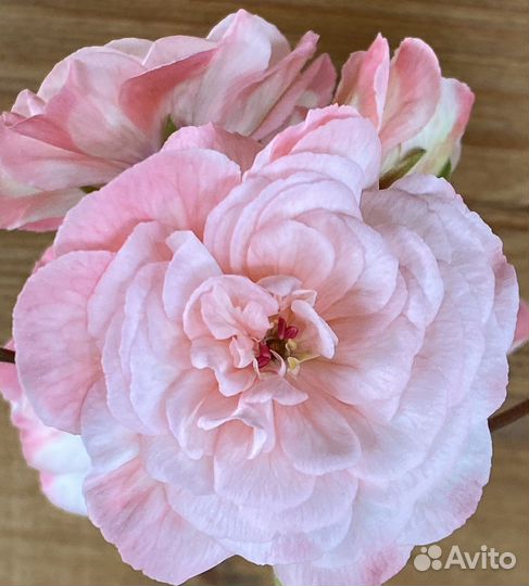 Пеларгония герань