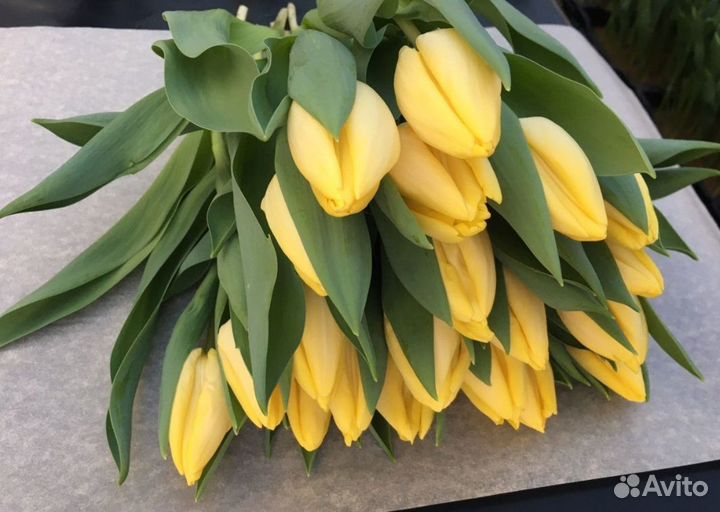 Оптом Луковицы 12+ тюльпан