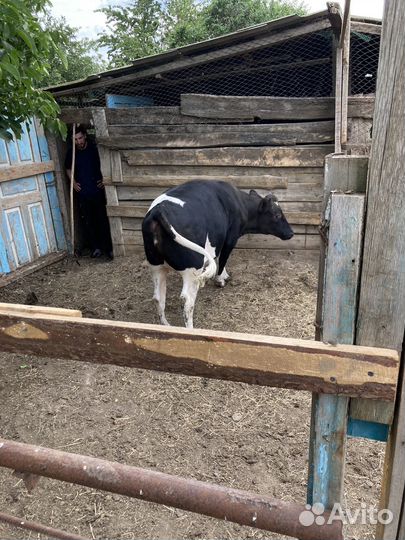 Телка на мясо