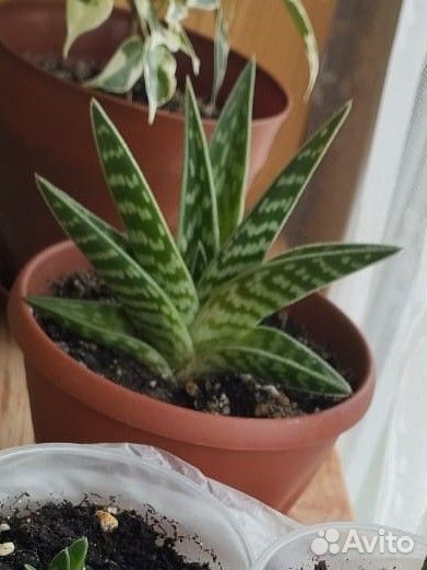 Алоэ тигровое