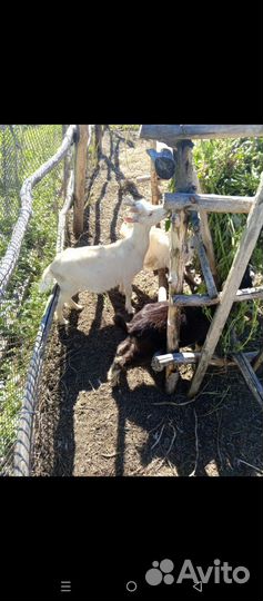 Козлята и козел