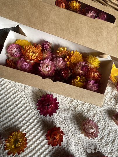 Сухоцветы для творчества