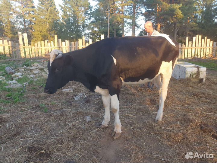 Тёлка холмогорская