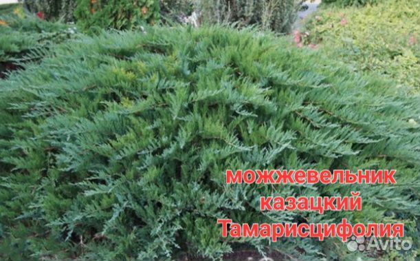 Можжевельники туи и др