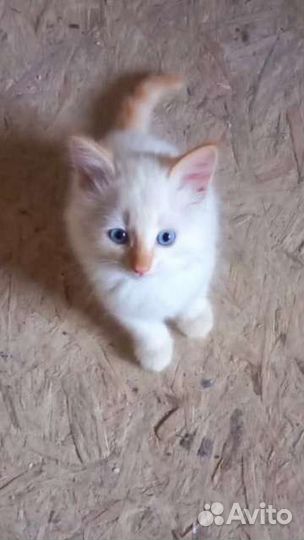 Котята 1.5мес