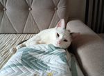 Котик-компаньон с одним зрячим глазом, 1 год