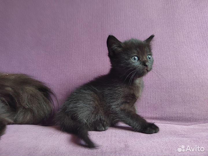 Сибирские котята