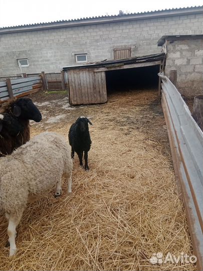 Баранчики на племя