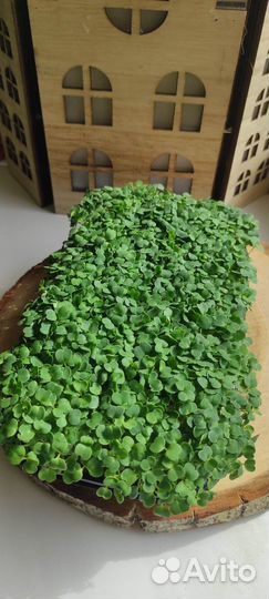 Микрозелень