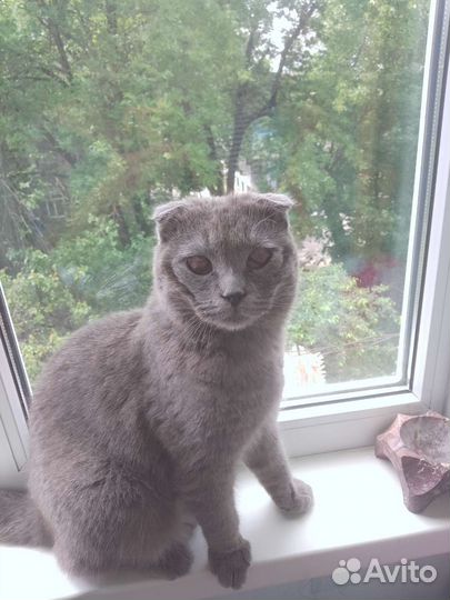 Шотландская кошка в дар