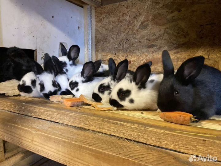 Кролик немецкий пестрый строкач