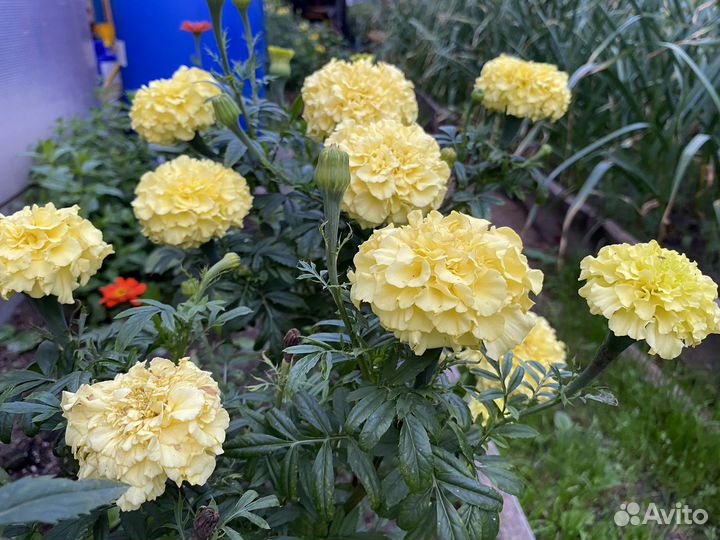 Капуста и Бархатцы