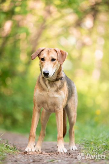 Собака в добрые руки
