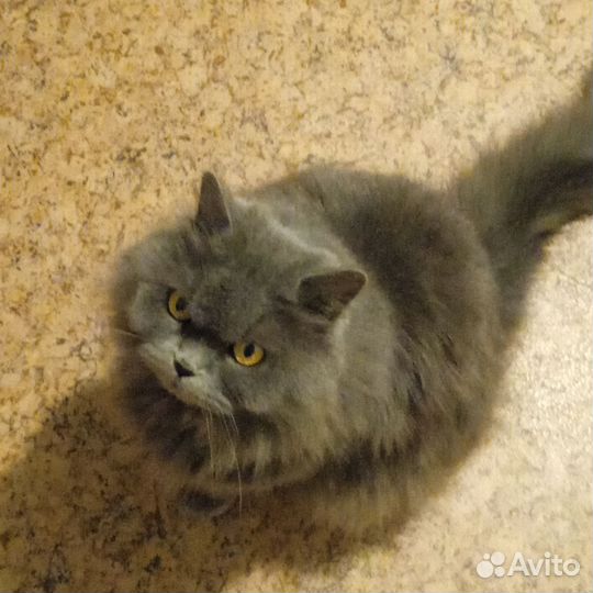 Кошка в дар