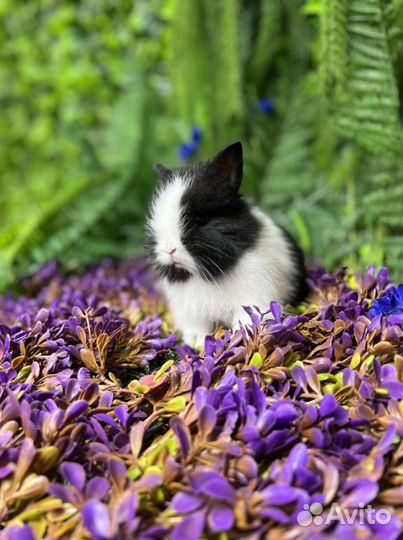 Кролик ищет маму заботливую