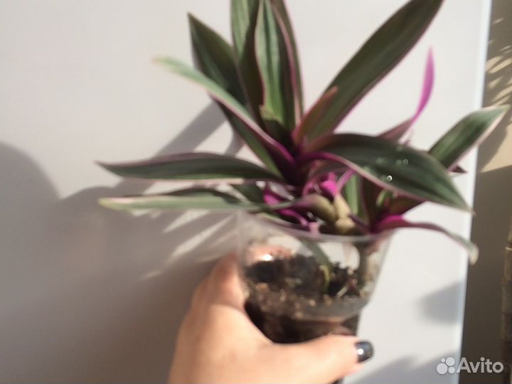 Рэо вариегантный