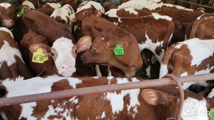 Телята бычки