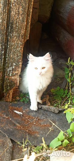 Кошка в дар