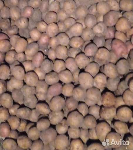 Семенной картофель