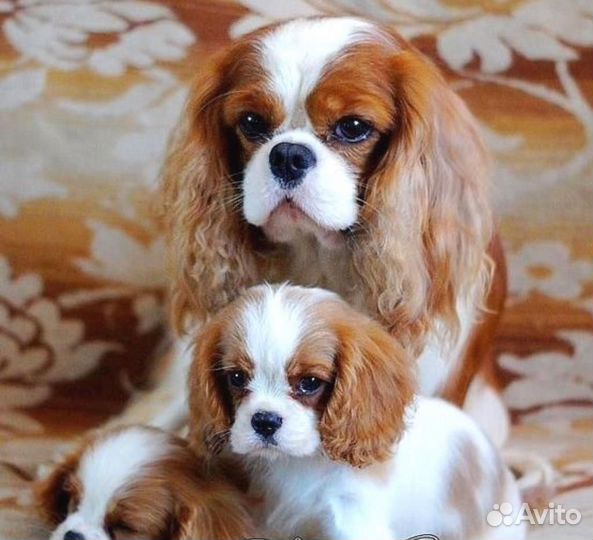 Кавалер Кинг Чарльз классные мальчики