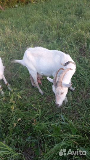 Продаются 2 козы