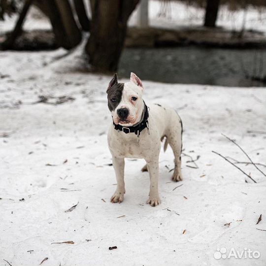 Собака Амстафф для фотосессий и съёмок