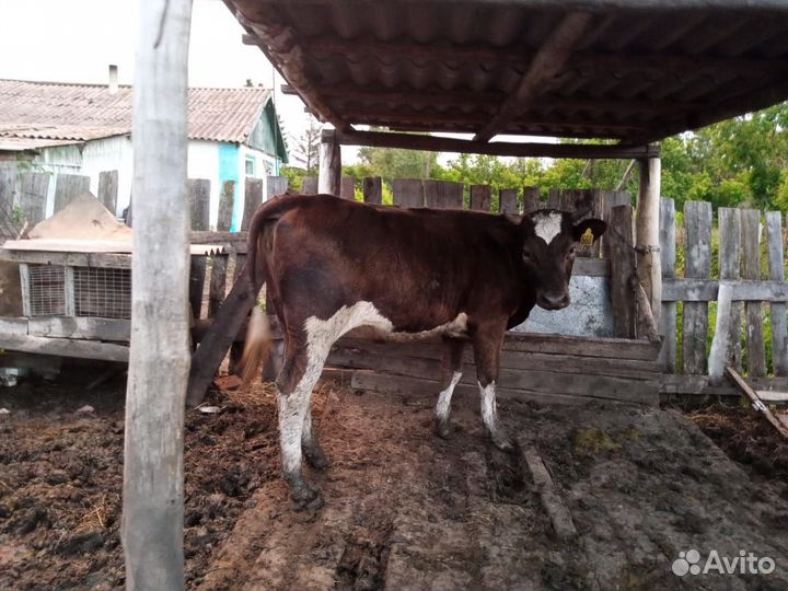 Корова сдельная