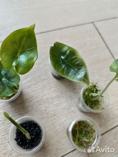 Алоказии набор
