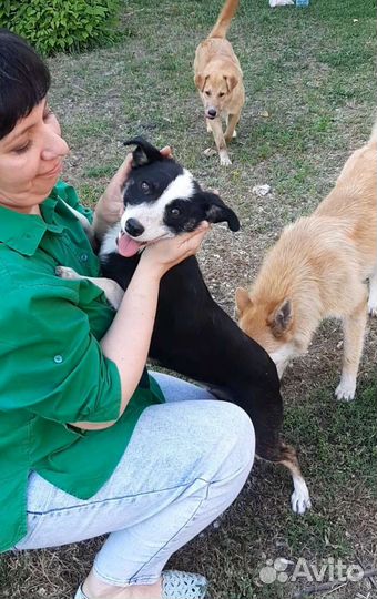 Собака в добрые руки