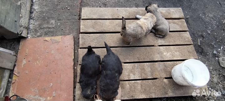 Щенки хаски