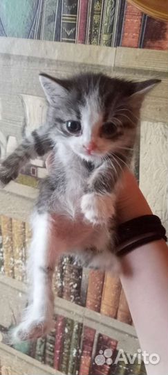 Котенок мальчик