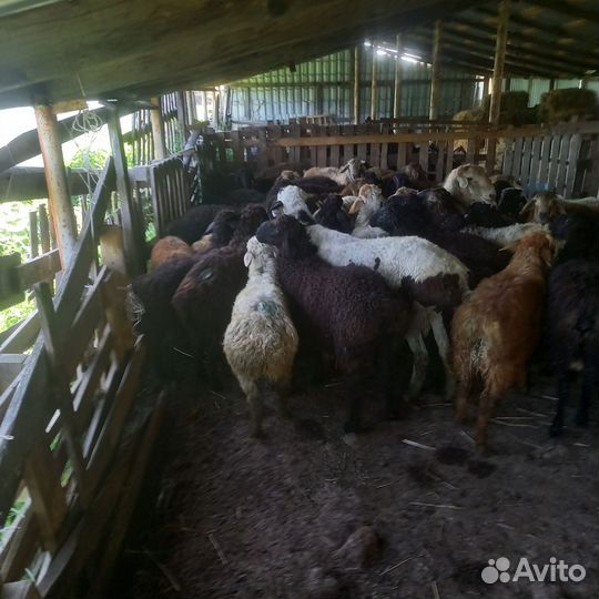 Курдючные бараны