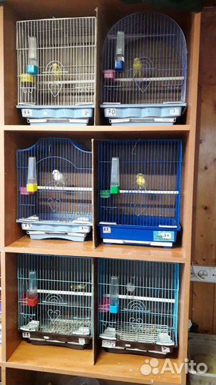 Русская канарейка,овсяночный напев