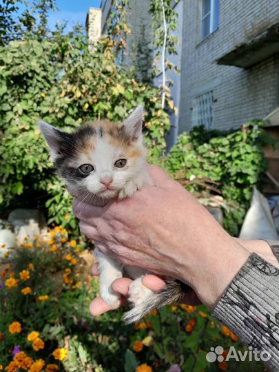 Трехцветный котенок