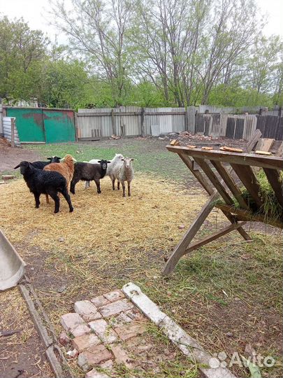 Ярки и баран