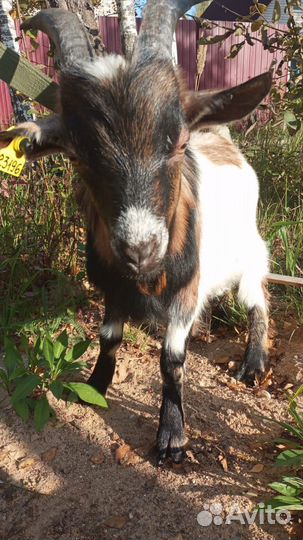 Камерунский козел