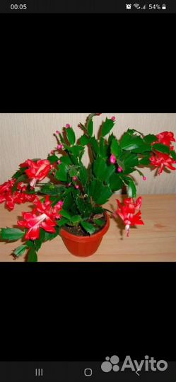 Декабрист шлюмбергера сортовой