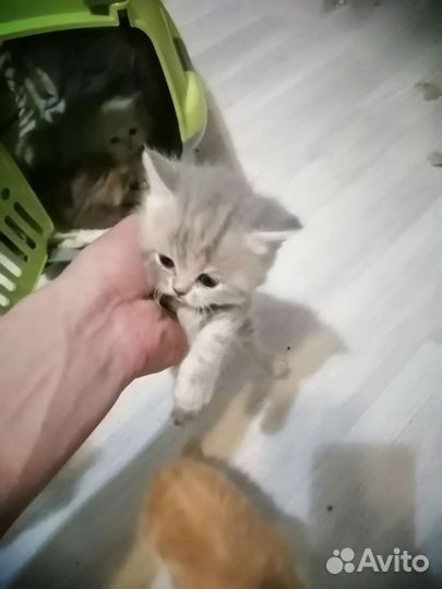 Шотландские котята