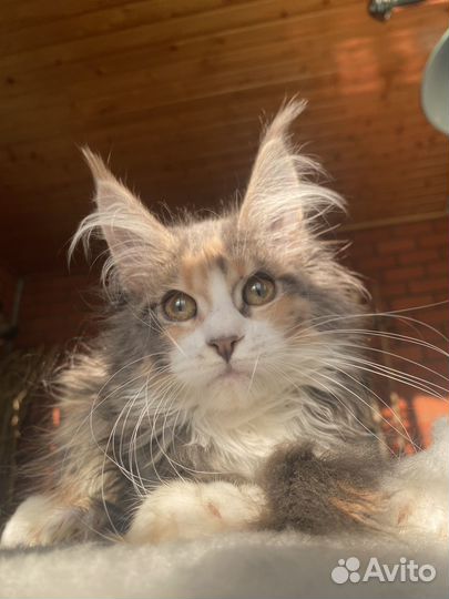 Мейн-кун полидакт