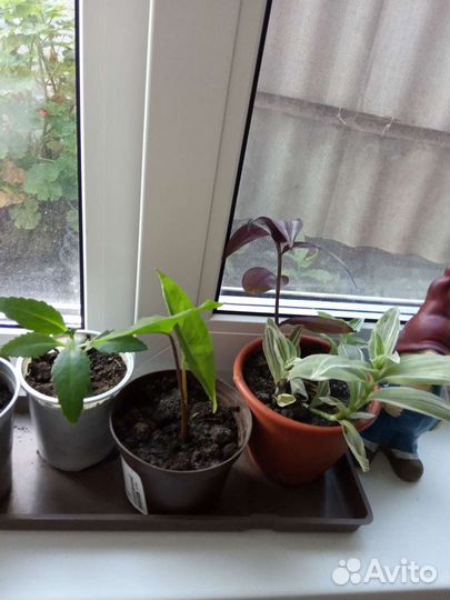 Комнатные цветы