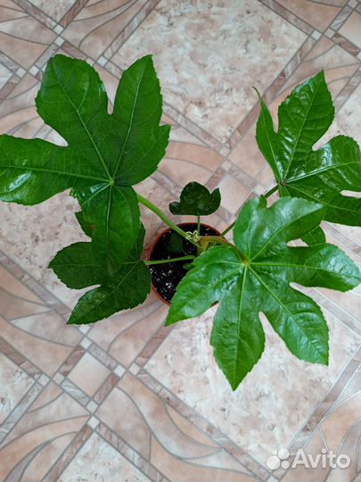 Комнатные растения