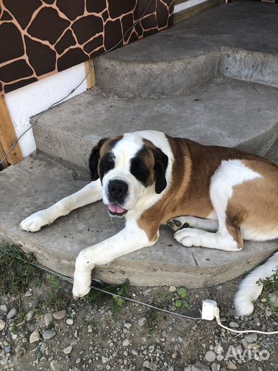 Сенбернар вязка