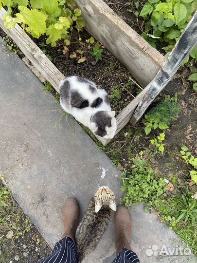 Милые и добрые котики