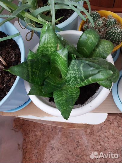 Кактусы, Золотой ус, Тещин язык, алоэ