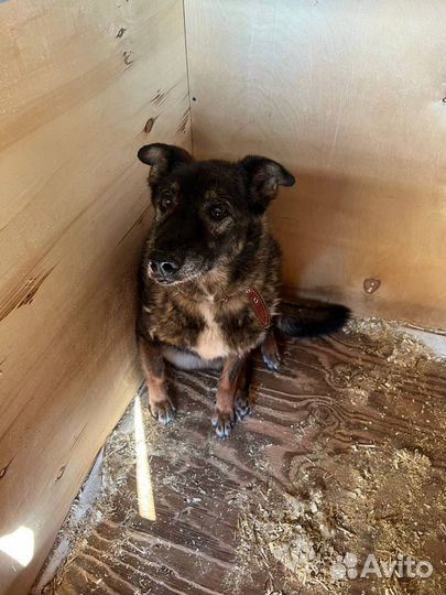 Собака в добрые руки отдам бесплатно