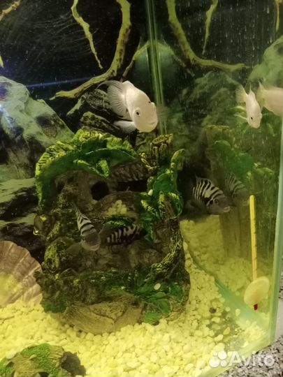 Аквариумные рыбки