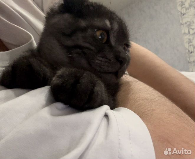 Котята в добрые руки приучены к лотку