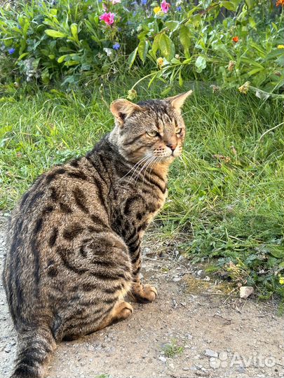 Кот бесплатно