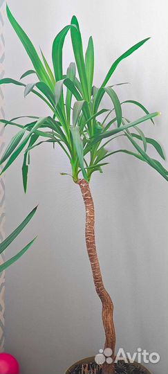 Пальма юкка